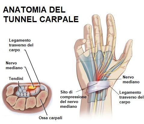 anatomia-tunnel-carpale-miglior chirurgo mano